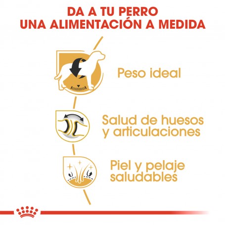 Royal Canin Labrador Retriever Adult