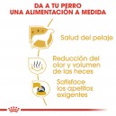 Royal Canin Maltese - Bichón Maltés