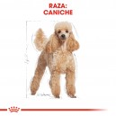 Royal Canin Poodle - Caniche