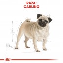 Royal Canin Pug - Carlino
