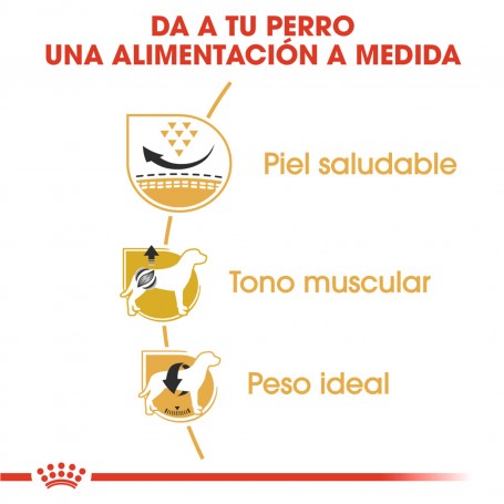Royal Canin Pug - Carlino