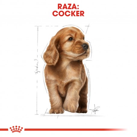 Royal Canin Puppy Cocker