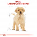 Royal Canin Labrador Retriever Puppy