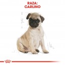 Royal Canin Puppy Pug - Carlino