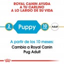 Royal Canin Puppy Pug - Carlino