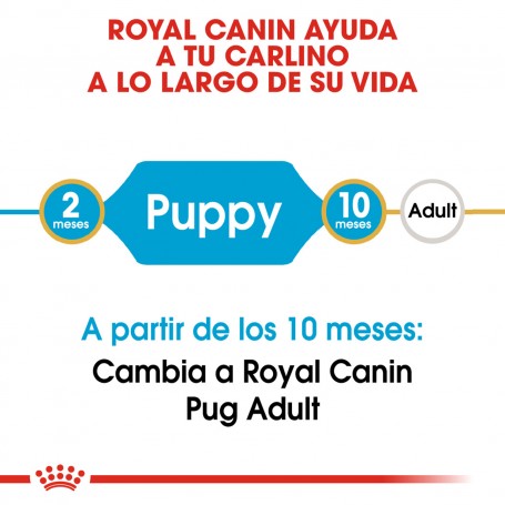 Royal Canin Puppy Pug - Carlino
