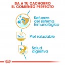 Royal Canin Puppy Pug - Carlino