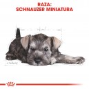 Royal Canin Miniature Schnauzer Puppy
