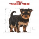 Royal Canin Yorkshire Terrier Puppy