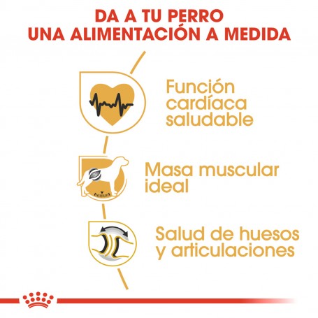 Royal Canin Rottweiler