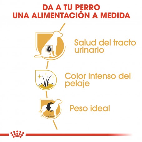 Royal Canin Miniature Schnauzer