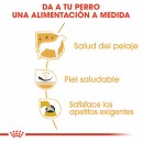 Royal Canin West Highland White Terrier