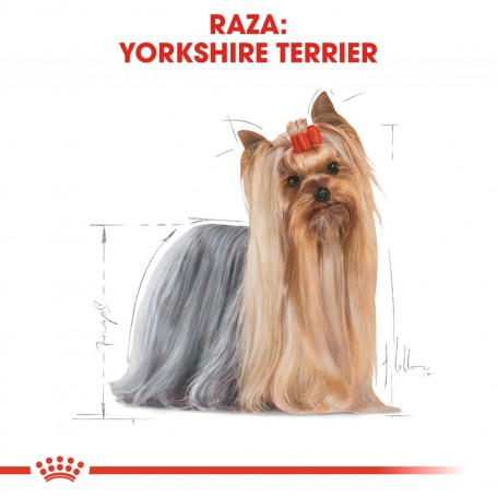 Royal Canin Yorkshire Terrier