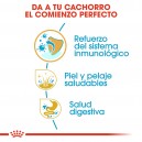 Royal Canin Golden Retriever Puppy