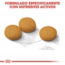 Royal Canin Medium Dermacomfort