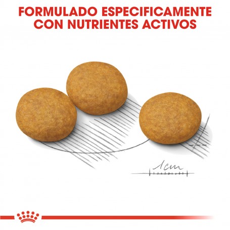 Royal Canin Medium Dermacomfort