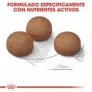 Royal Canin maxi Digestive Care