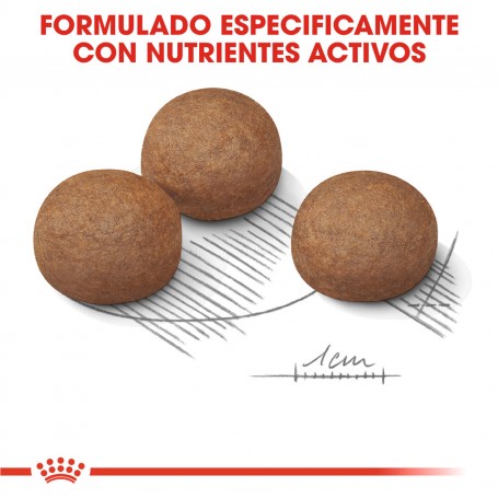 Royal Canin maxi Digestive Care