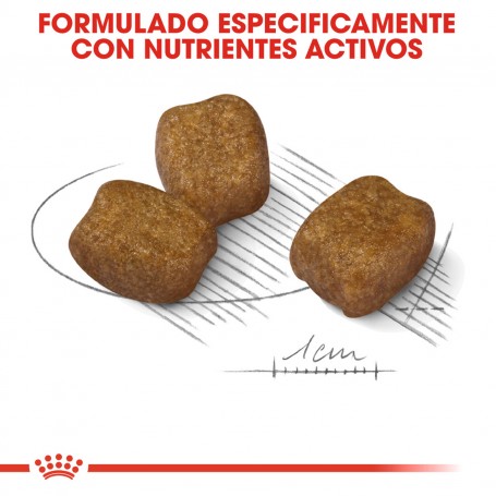 Royal Canin Dental Care Mini
