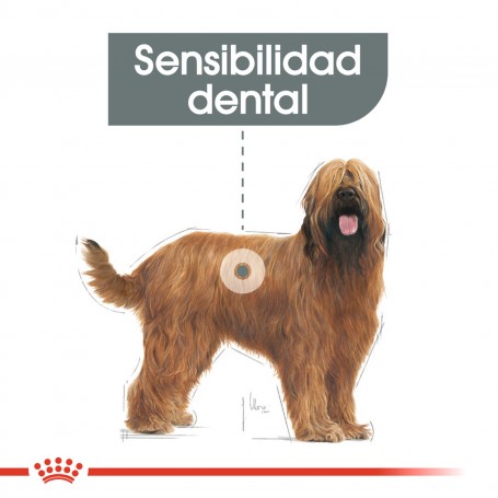 Royal Canin Dental Care Maxi