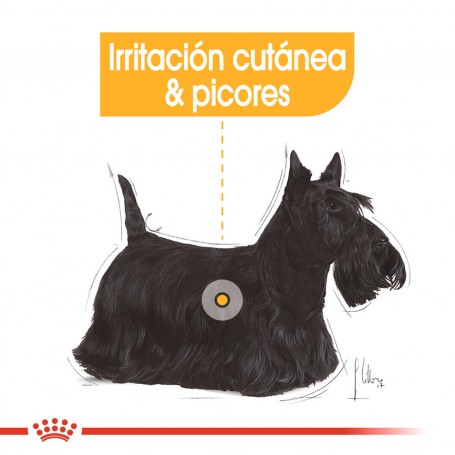 comida húmeda Royal Canin Dermaconfort Pouch