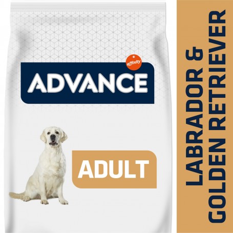 Advance Labrador
