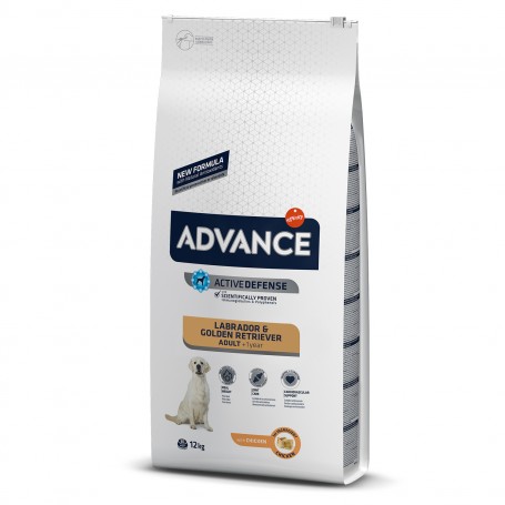 Advance Labrador
