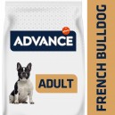 Advance French Bulldog