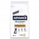 Advance French Bulldog