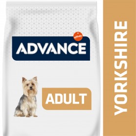 Advance Yorkshire Terrier
