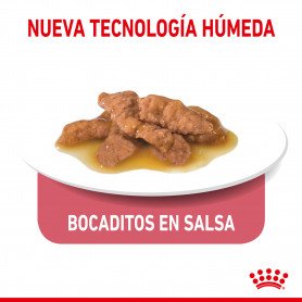 Royal Canin Indoor comida húmeda en salsa para gato adulto de interior