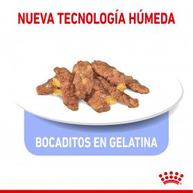 Royal Canin Indoor comida húmeda en gelatina para gato adulto de...