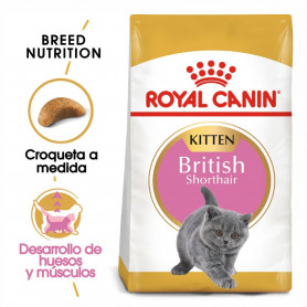 Royal Canin Kitten British Shorthair pienso para gatito de raza