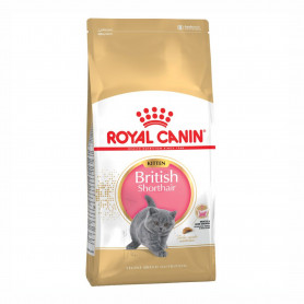 Royal Canin Kitten British Shorthair pienso para gatito de raza
