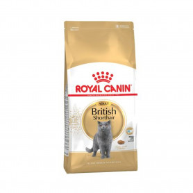 Royal Canin British Shorthair pienso para gato adulto de raza