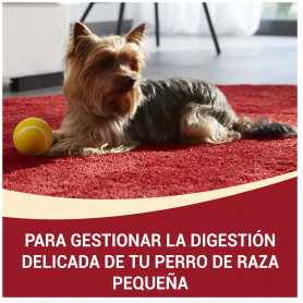 Purina One Mini Delicate Salmón y Arroz