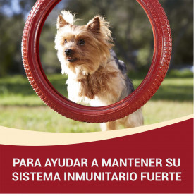 ONE MINI Perro Mini Adulto Buey y Arroz