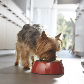 Purina One Perro Junior Pollo y Arroz