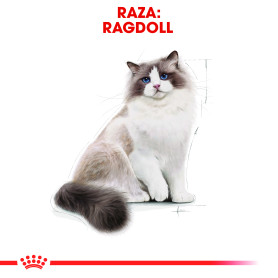 Royal Canin Ragdoll Pienso para Gato Adulto