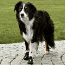 Botas para perros Walker Active, Ropa para perros