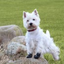 Botas para perros Walker Active, Ropa para perros