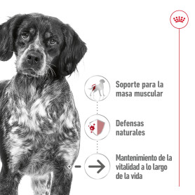 Royal Canin Medium Ageing 7+ Alimento Húmedo para Perros en Paté