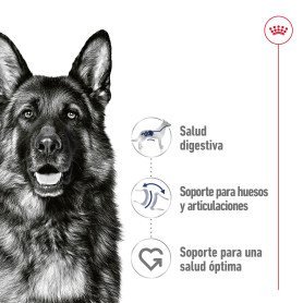 Royal Canin Maxi Adult Paté para perro adulto de razas tamaño...