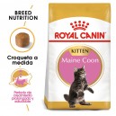 Pienso Royal Canin Maine Coon Kitten