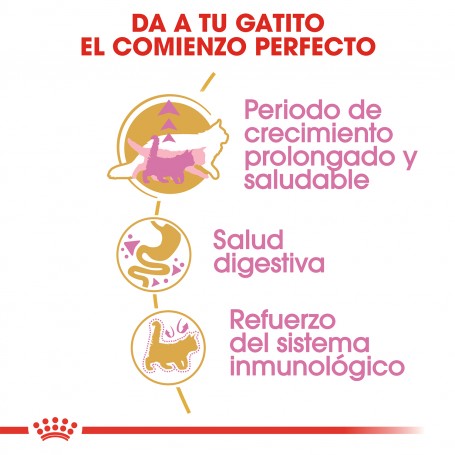 el mejor alimento para tu gato pienso Royal Canin Maine Coon Kitten