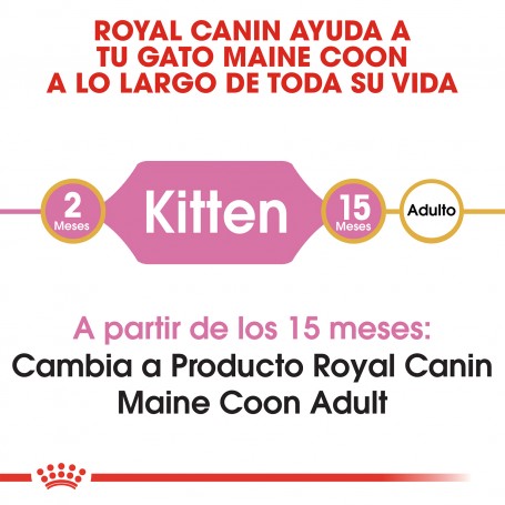 Pienso Royal Canin Maine Coon Kitten
