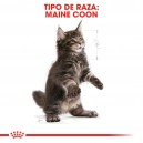 Royal Canin pienso para gatos Maine Coon
