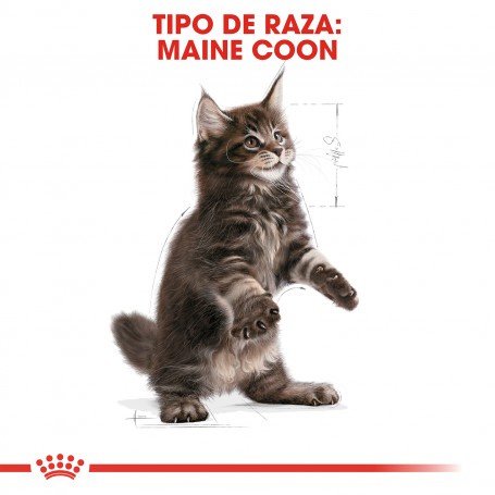 Royal Canin pienso para gatos Maine Coon