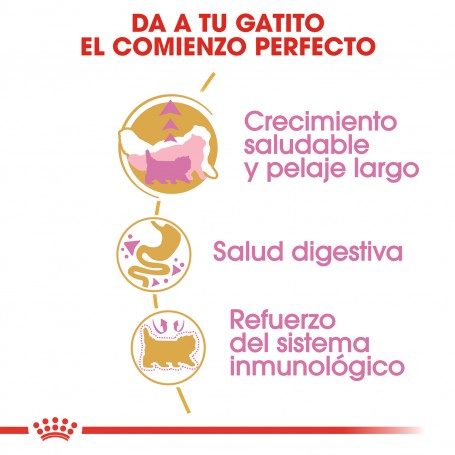 Royal Canin Kitten Persian para gatitos raza Persa