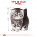 Pienso Royal Canin para gatitos raza Persa
